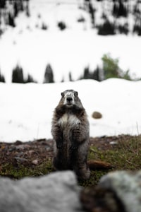 a groundhog standing on its hind legs in the snow