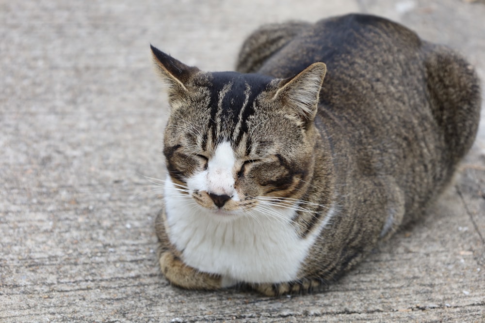 a cat sitting on the ground with its eyes closed