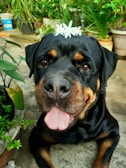 A large black and tan dog with a friendly expression and its tongue out, adorned with a small white flower placed on top of its head. The dog is situated in a garden setting, surrounded by green plants and pots, implying a relaxed and natural environment.