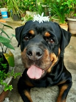 A large black and tan dog with a friendly expression and its tongue out, adorned with a small white flower placed on top of its head. The dog is situated in a garden setting, surrounded by green plants and pots, implying a relaxed and natural environment.