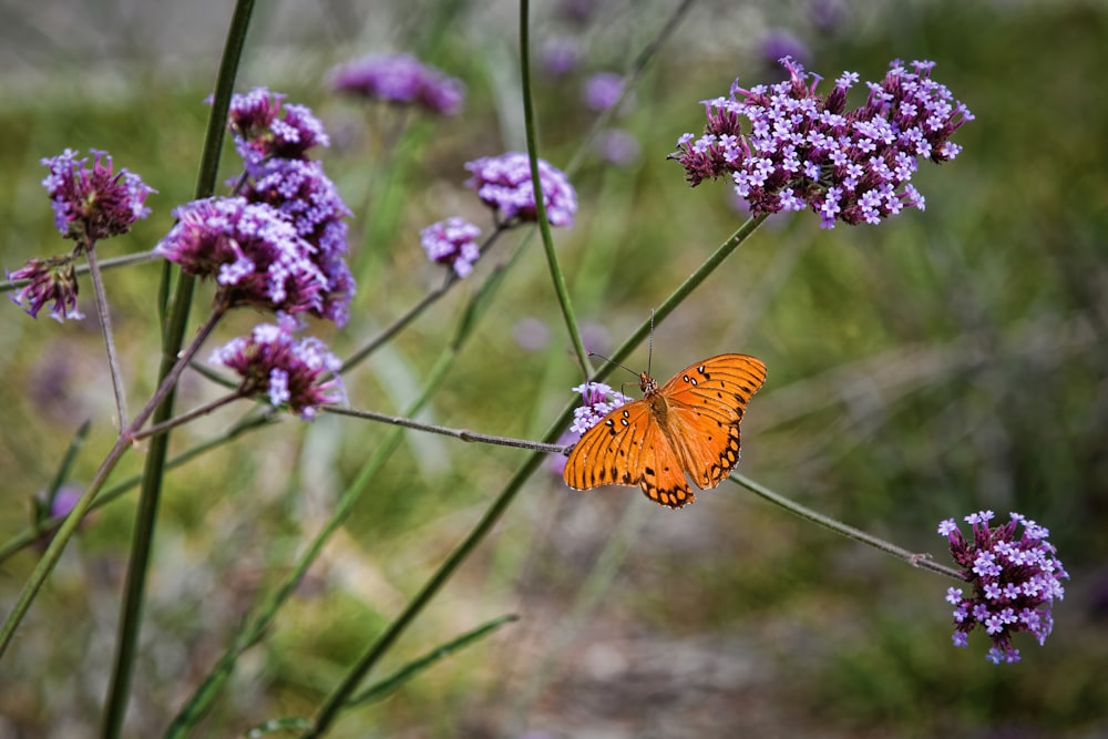 a small orange butterfly sitting on a purple flower