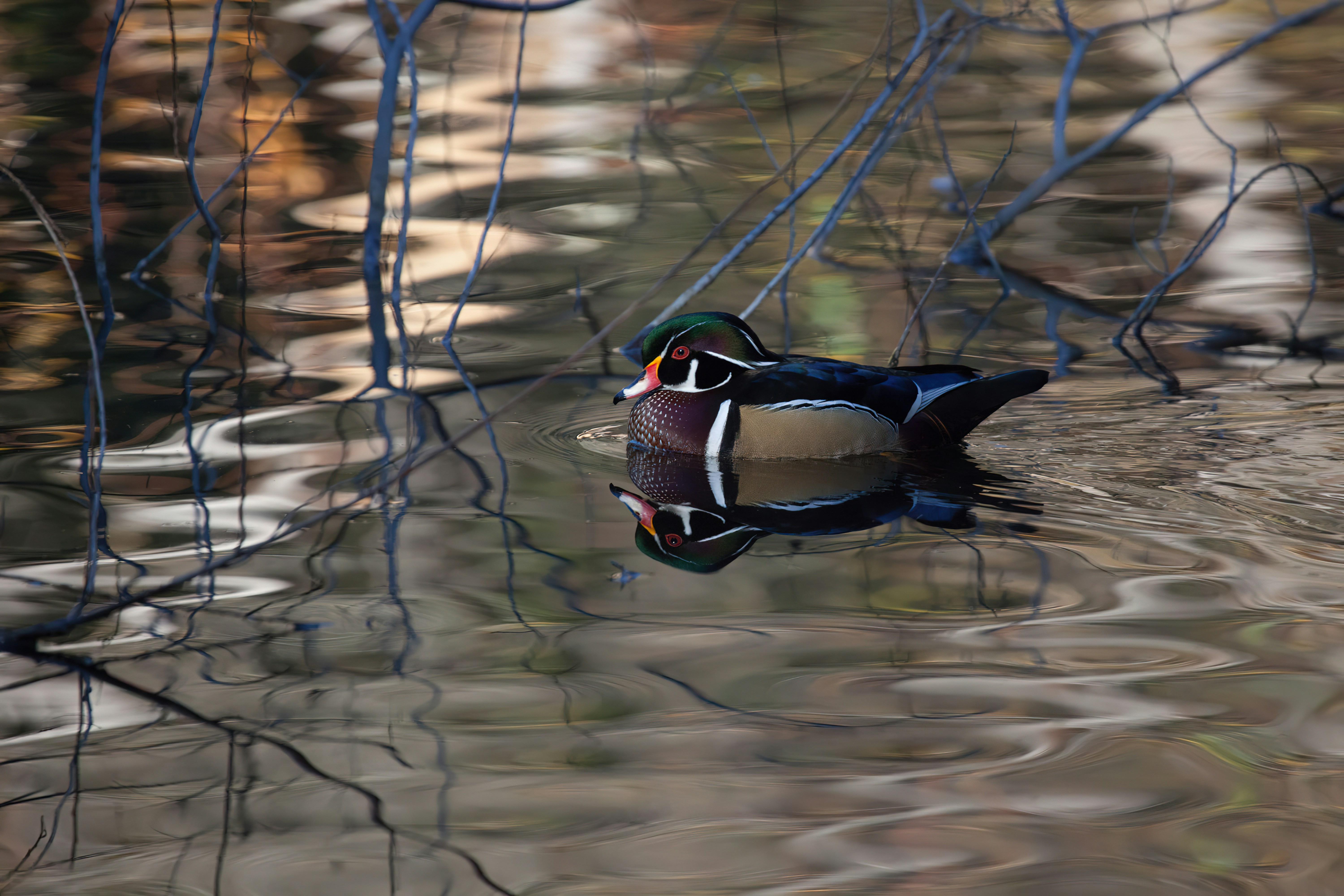 a duck floating on top of a body of water