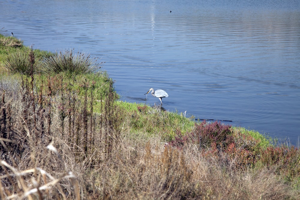 a white bird standing on top of a body of water