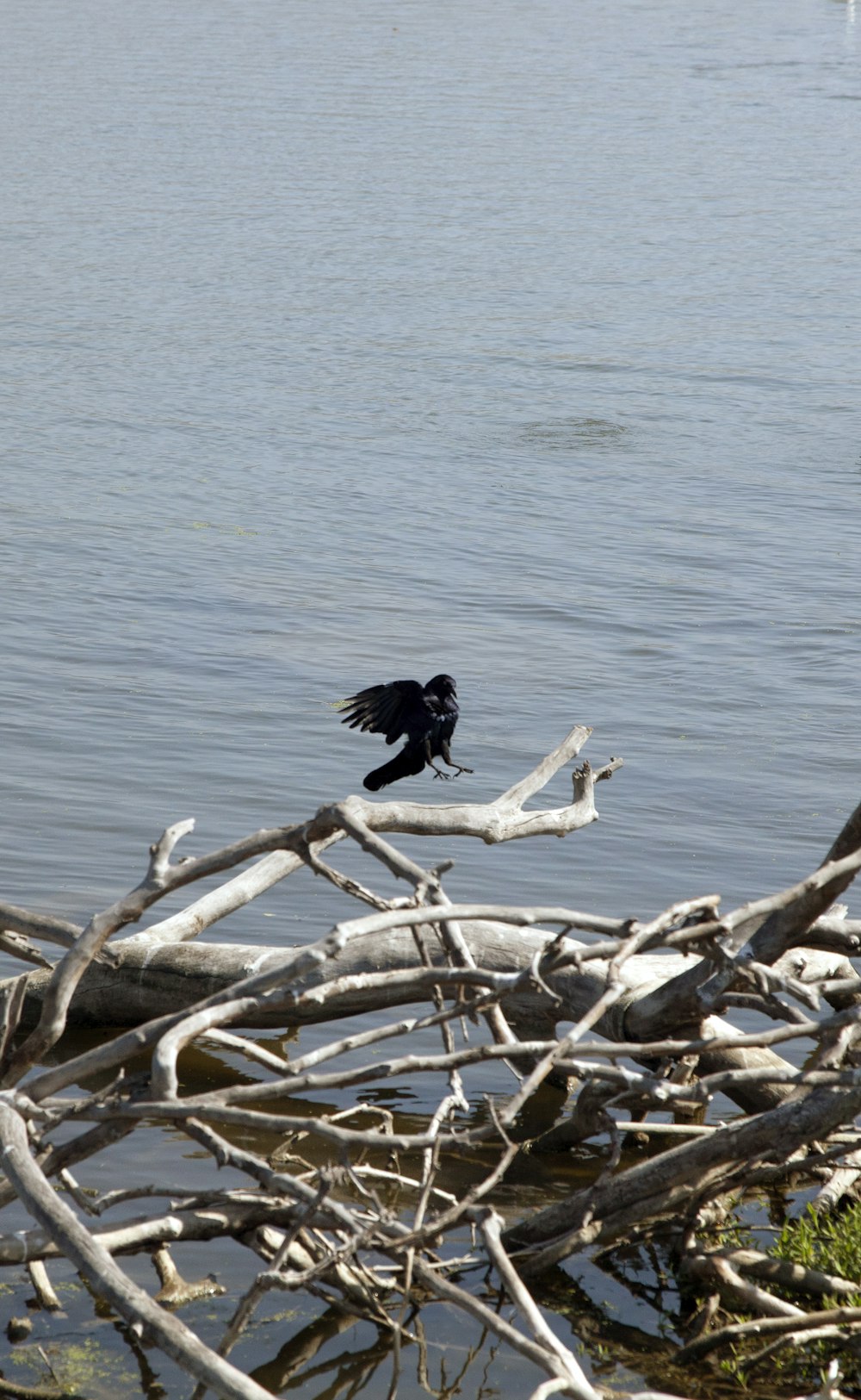 a black bird sitting on top of a tree branch