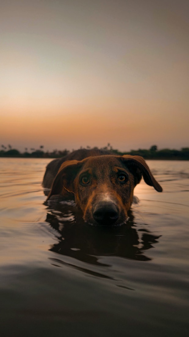 Peaceful golden hour pet