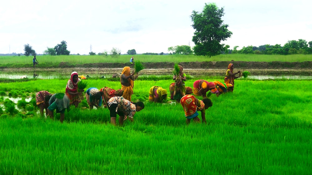 a group of people standing on top of a lush green field