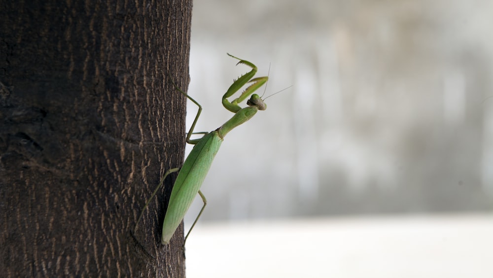 a large green insect sitting on the side of a tree
