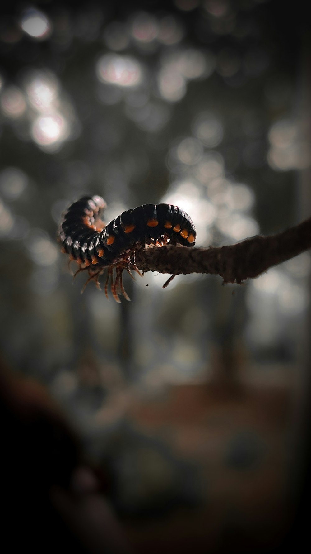 a close up of a caterpillar on a branch