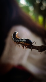 a caterpillar crawling on a twig