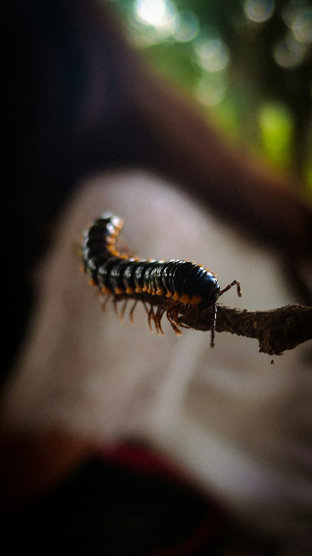a caterpillar crawling on a twig
