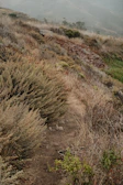 Close-up of rugged dirt path winding through dry grass and cacti.