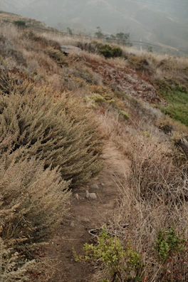 Close-up of rugged dirt path winding through dry grass and cacti.