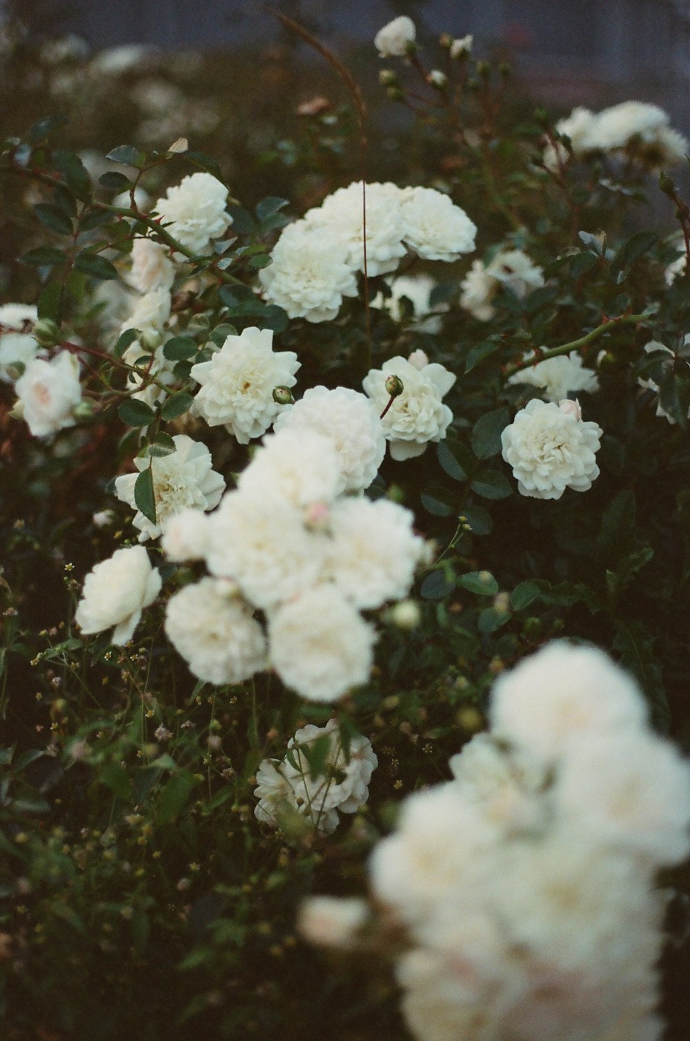 a bush of white flowers with green leaves