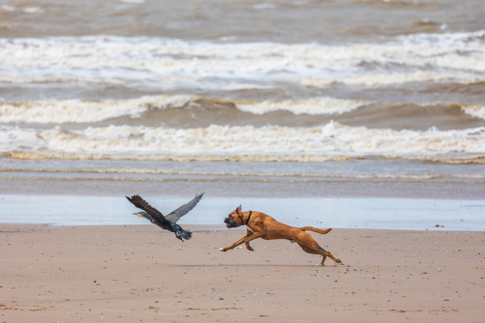 a dog chasing a bird on the beach