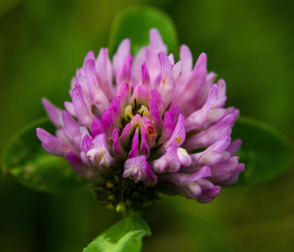 una flor púrpura con hojas verdes en el fondo