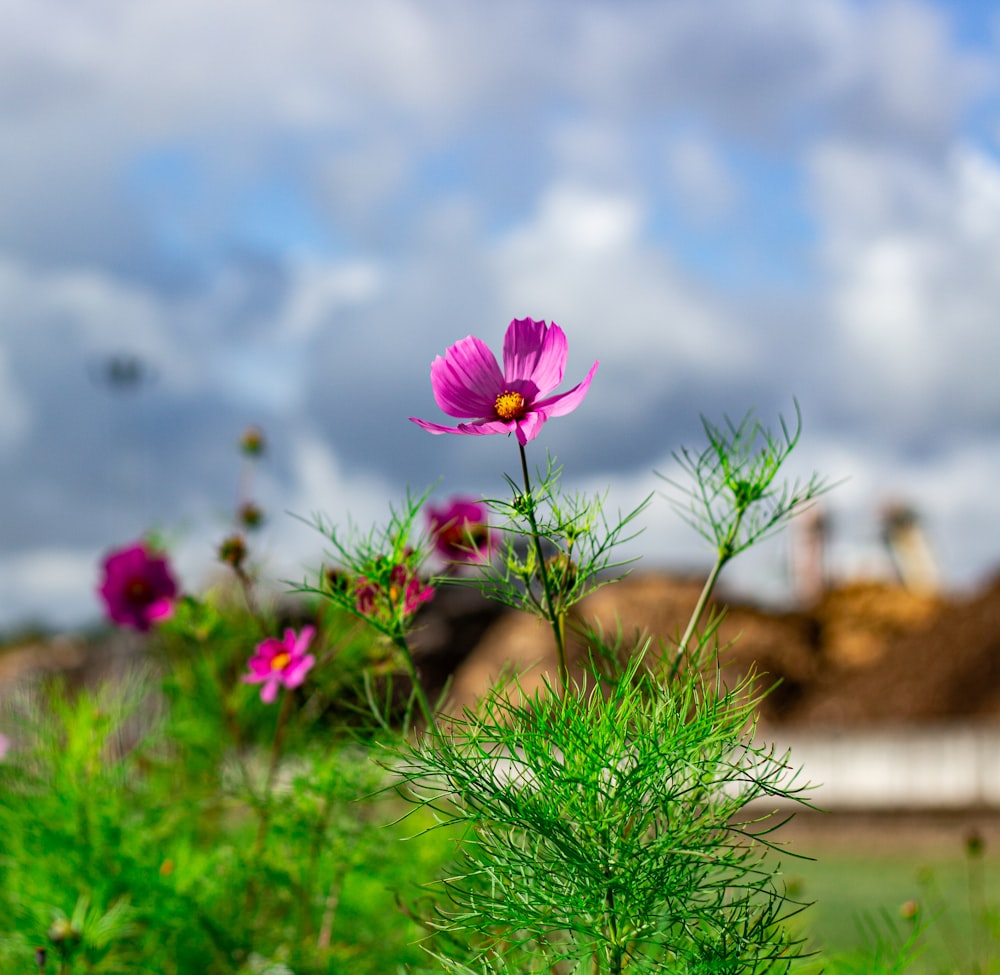 ein Feld aus lila Blumen mit einem Himmel im Hintergrund