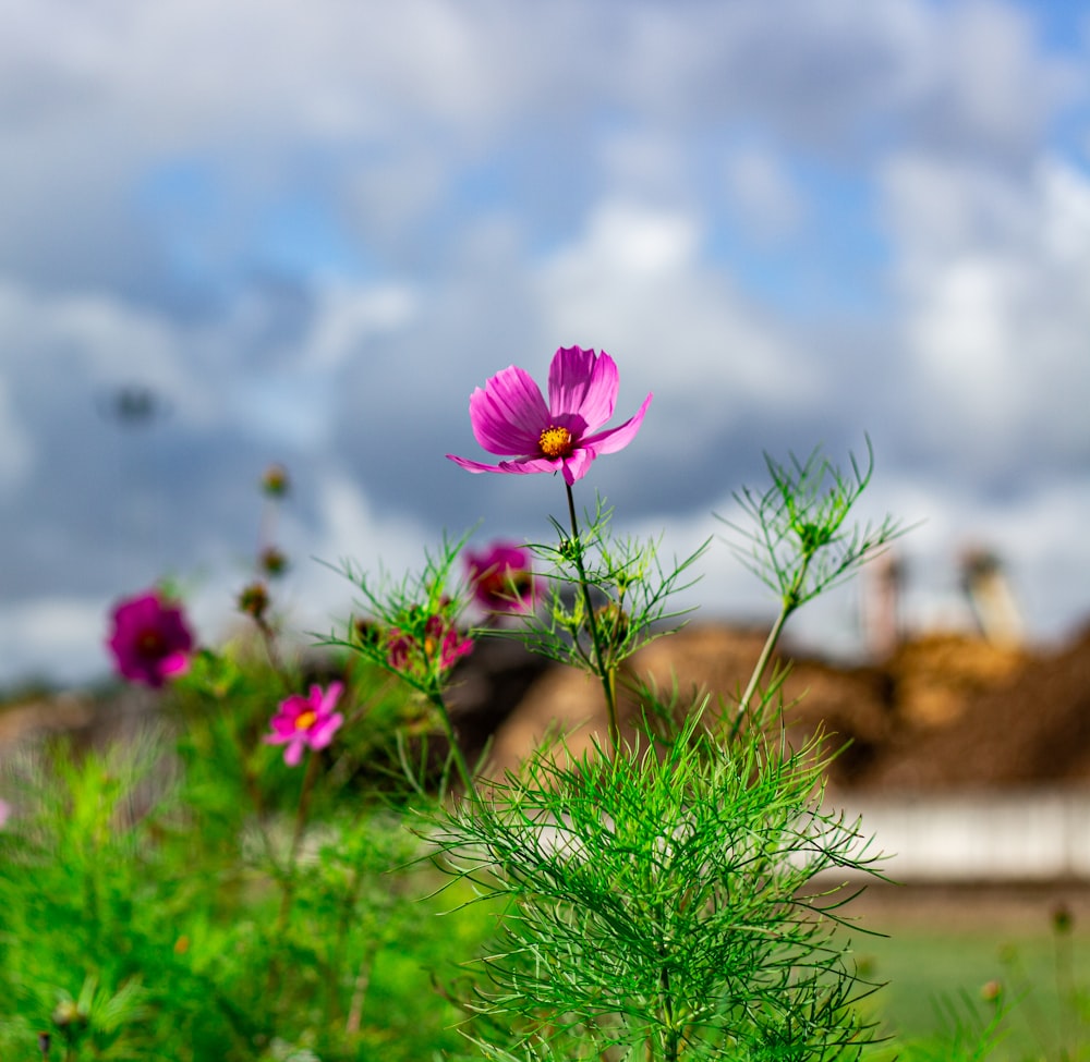 Un campo di fiori viola con un cielo sullo sfondo