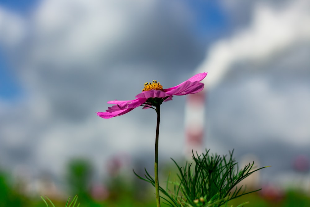 eine rosa Blume mit einer Biene, die darauf sitzt