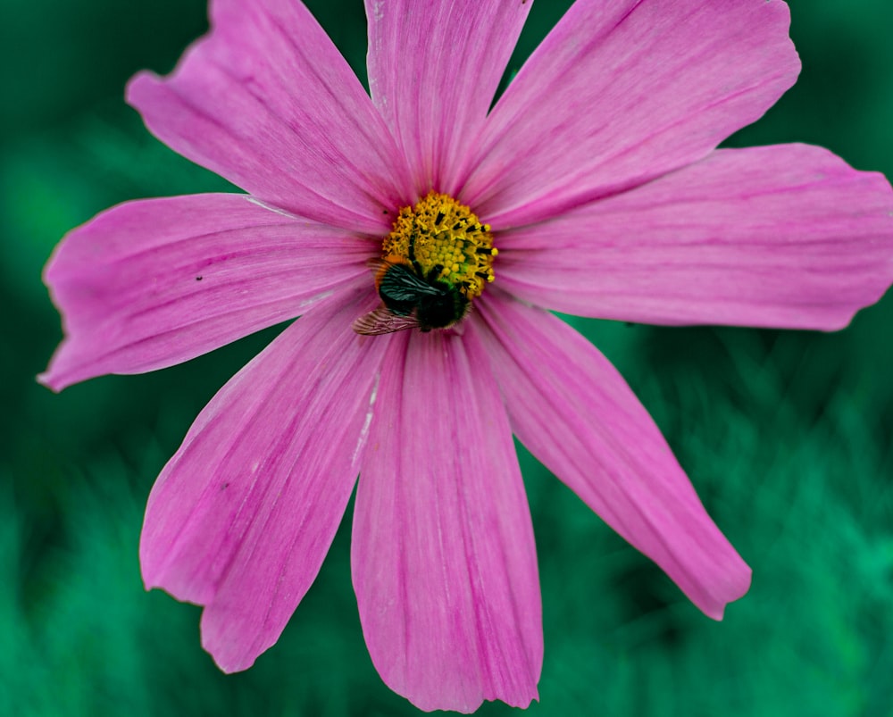 a pink flower with a bee on it