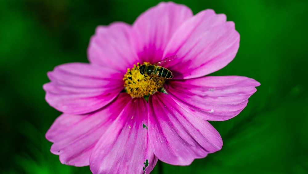 蜂がピンクの花の上に座っている