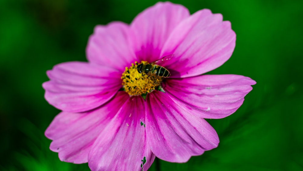 a bee is sitting on a pink flower