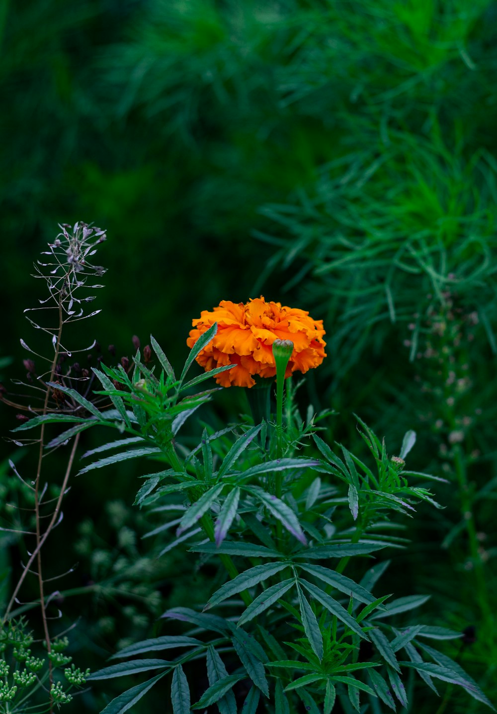 a single orange flower in a green field