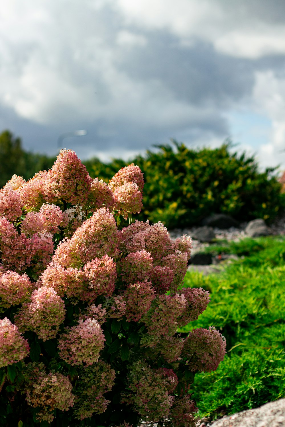 a bunch of flowers that are in the grass