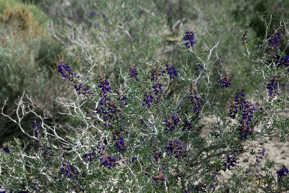 a bush with purple flowers in the desert