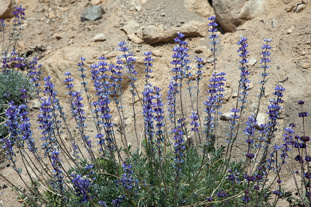 a bunch of purple flowers growing out of the ground