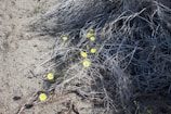 Bright yellow flowers contrast against a backdrop of dry, tangled twigs and sandy earth. The scene evokes a sense of resilience and beauty amidst barrenness.