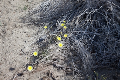 Bright yellow flowers contrast against a backdrop of dry, tangled twigs and sandy earth. The scene evokes a sense of resilience and beauty amidst barrenness.