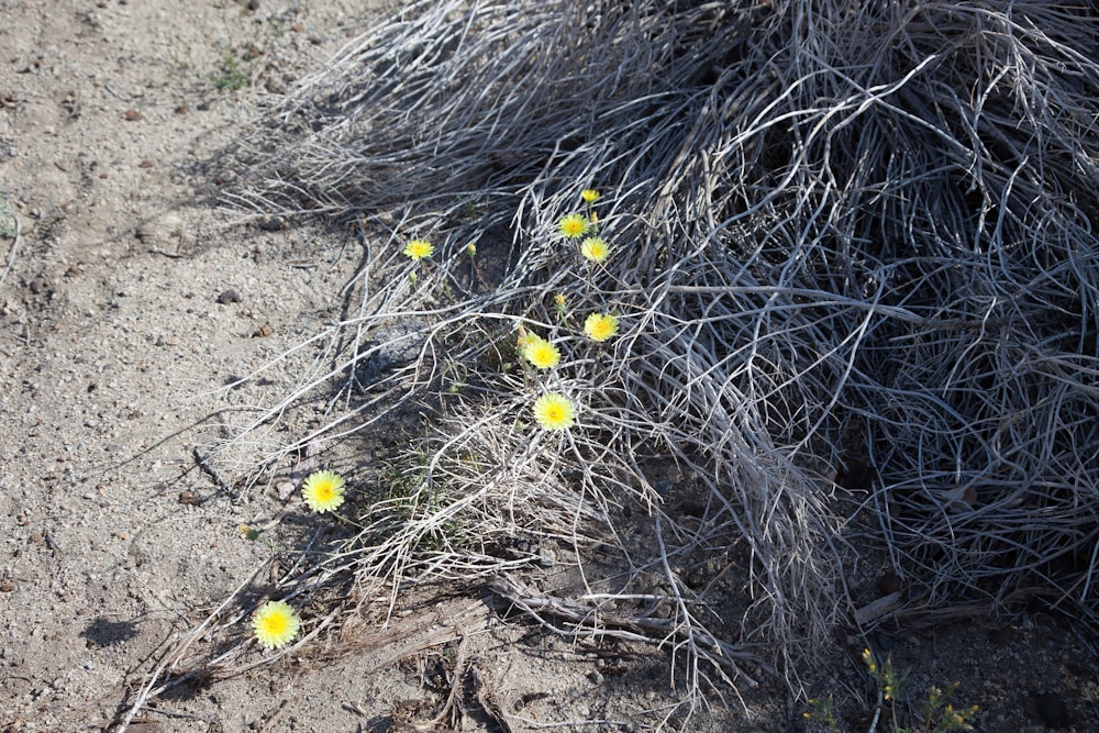 a bunch of yellow flowers growing out of the ground