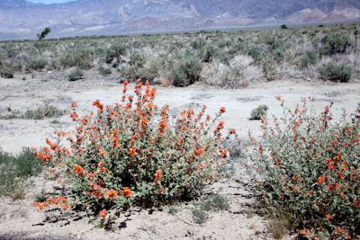 A desert landscape with orange flowering shrubs scattered across dry, dusty ground. In the background, there are distant mountains under a clear blue sky. Sparse green vegetation is interspersed within the area, highlighting the arid environment.