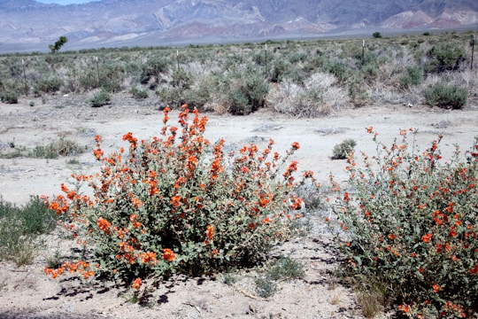 Volunteers planting native desert shrubs to restore natural habitats around Arad.