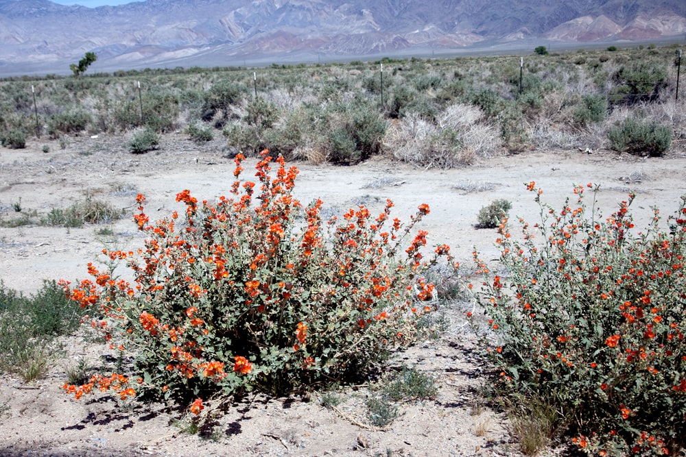 a small bush with orange flowers in the desert