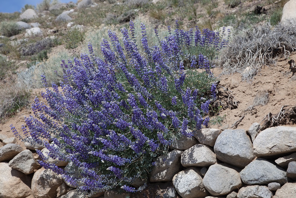 a purple flower growing out of a pile of rocks