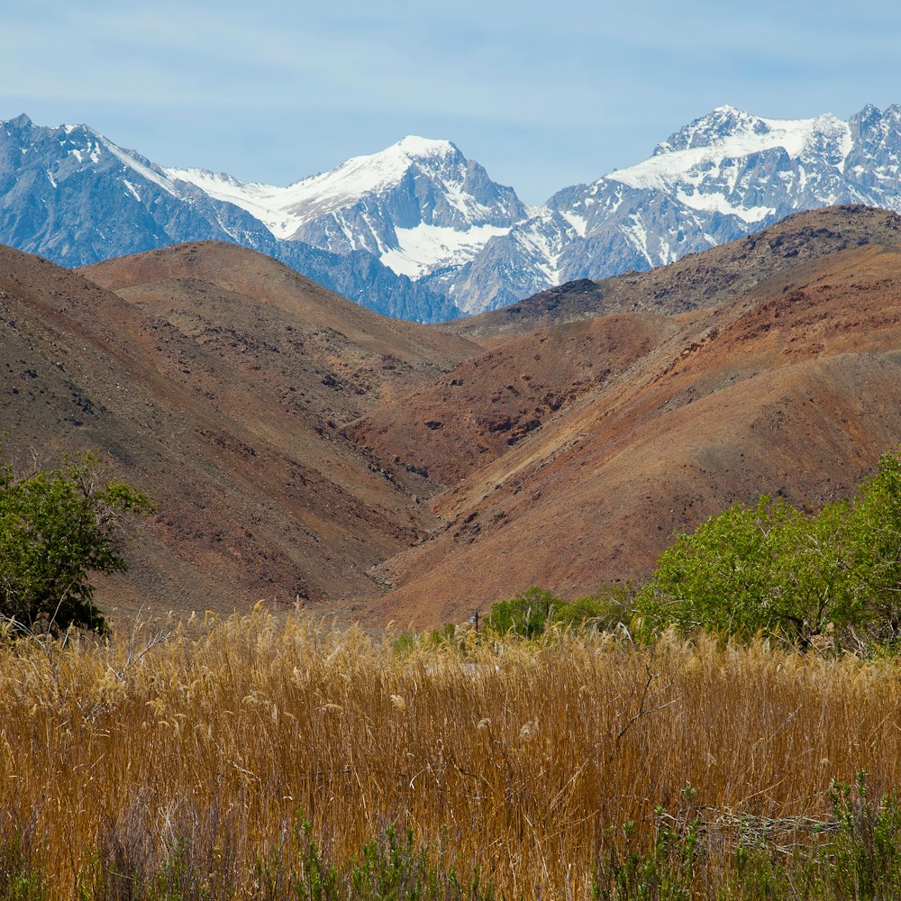 Las montañas están cubiertas de nieve y hierba marrón