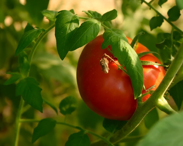 Ripe red tomatoes glistening with morning dew on vine