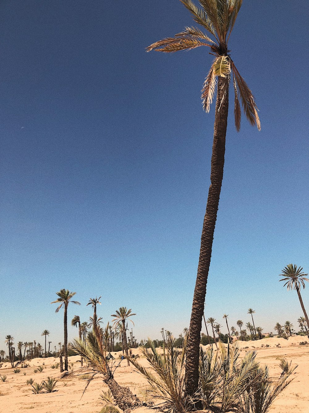 a palm tree in the middle of a desert