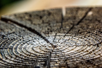Close-up view of tree rings in a cross-section of a tree trunk, showcasing the intricate and concentric pattern of growth rings. The texture is rough and the colors range from light to dark brown, indicating the passage of time and age of the tree.