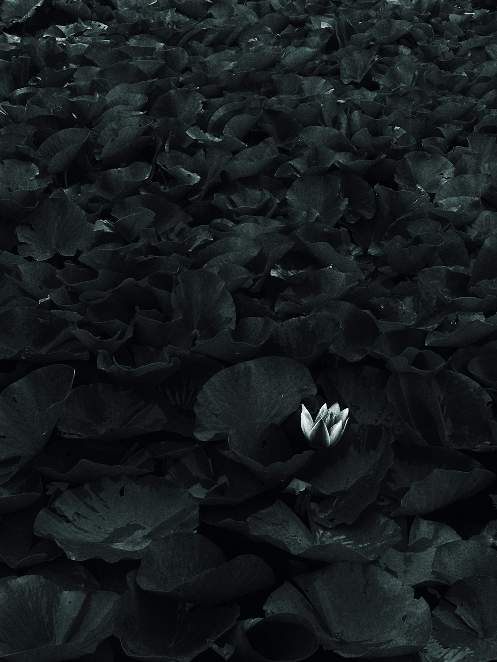 a black and white photo of a flower in the middle of a field