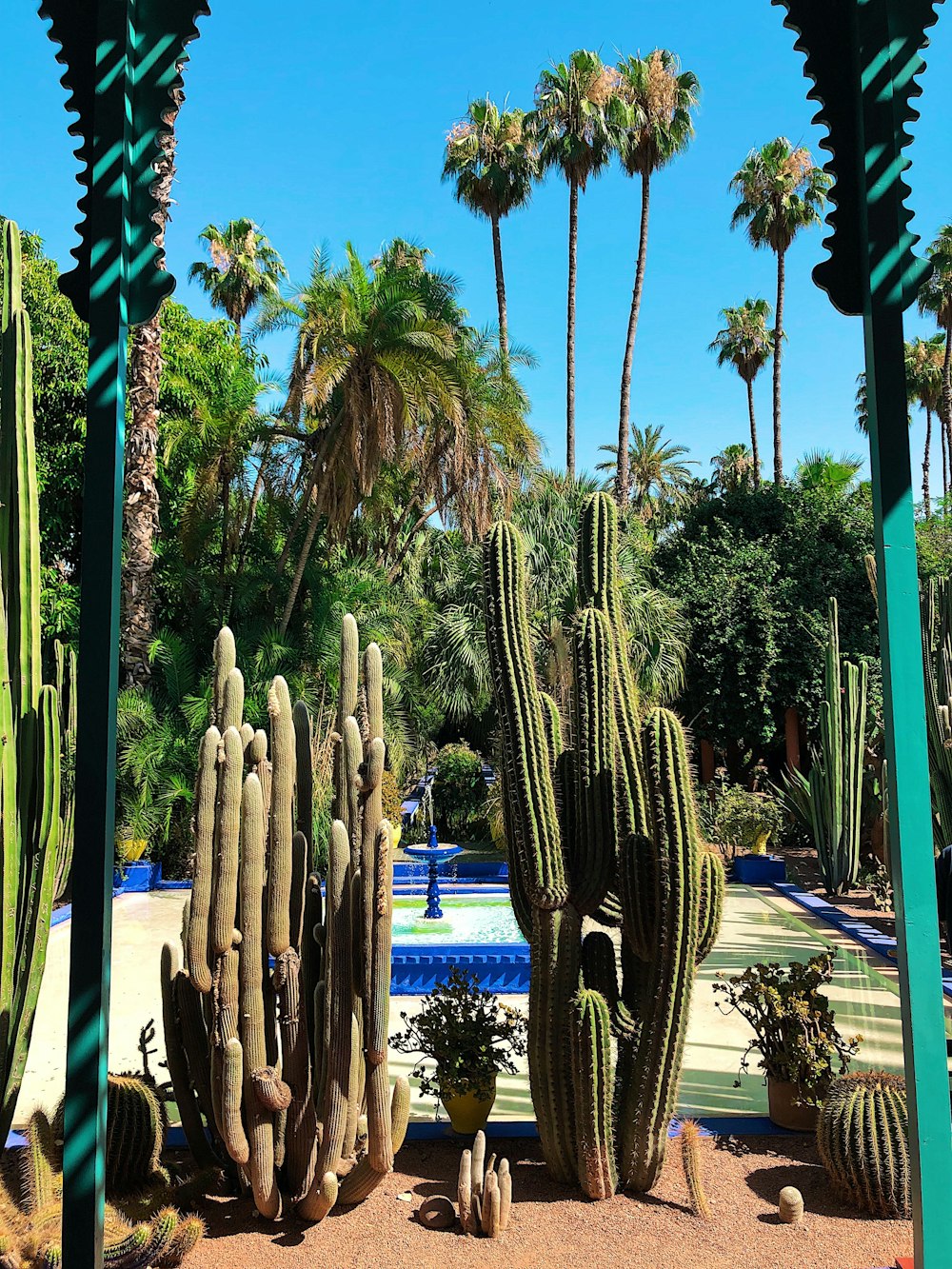 a cactus garden with a pool in the background