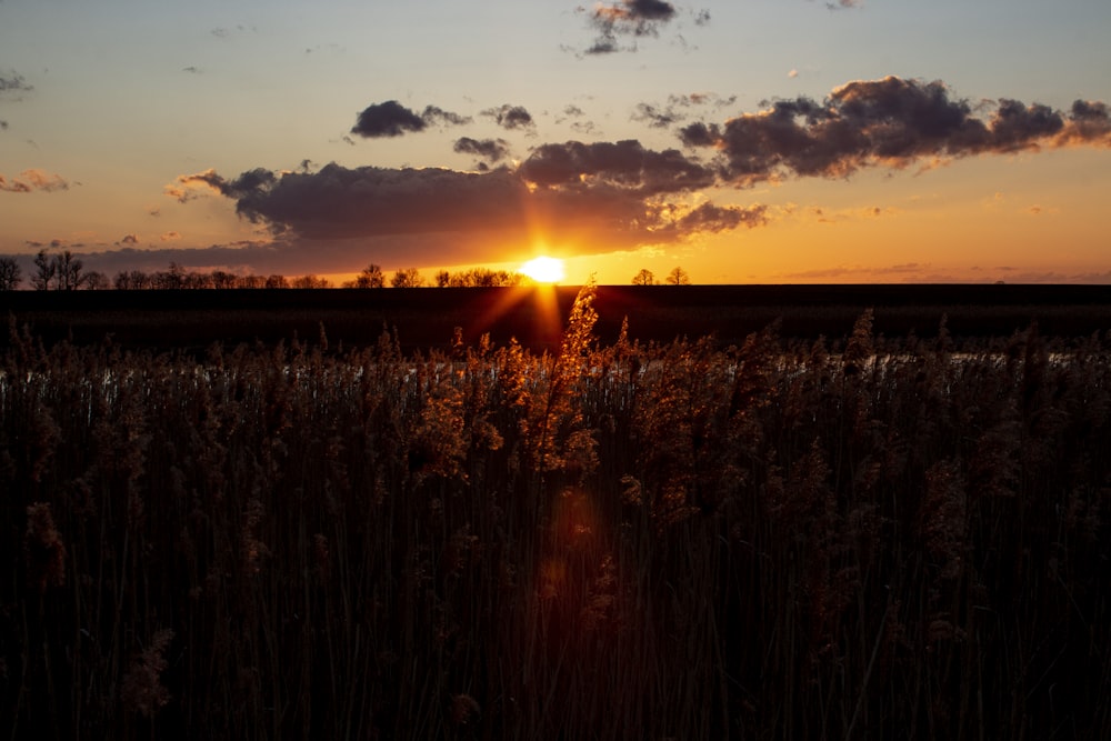 the sun is setting over a field of tall grass