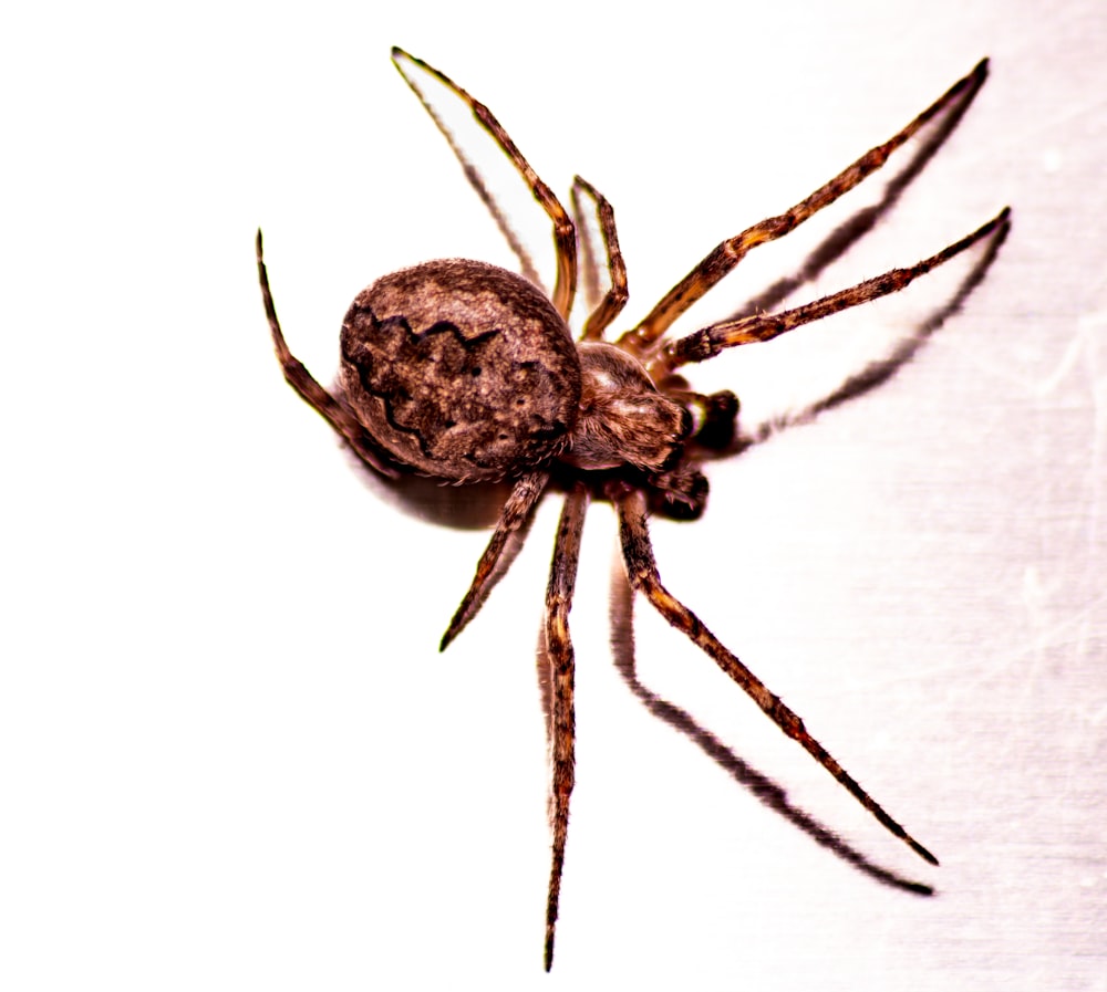 a close up of a spider on a white background