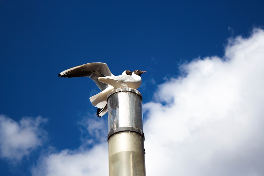 a seagull sitting on top of a metal pole