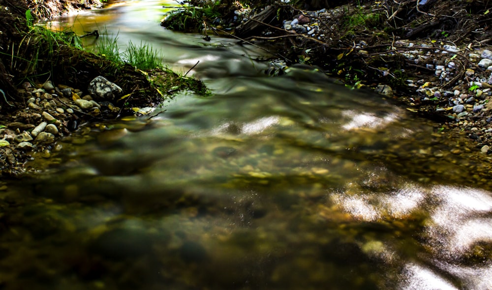 Un ruisseau qui traverse une forêt verdoyante