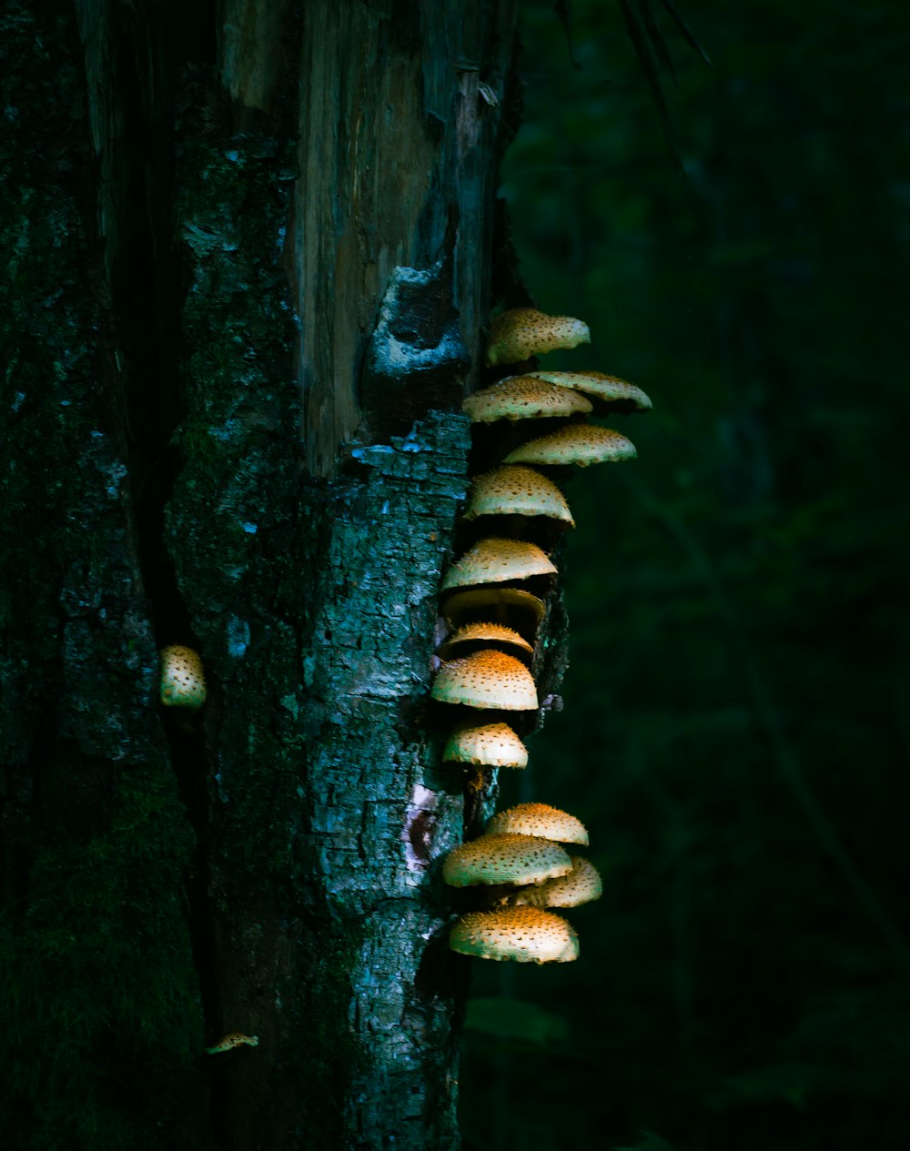 a group of mushrooms growing on the side of a tree