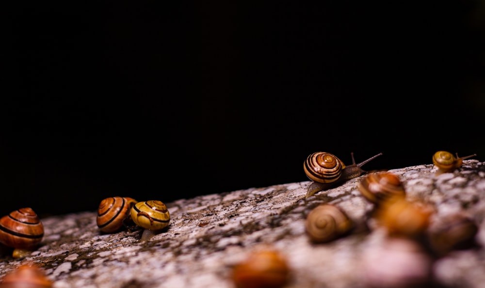 a group of snails crawling on a rock