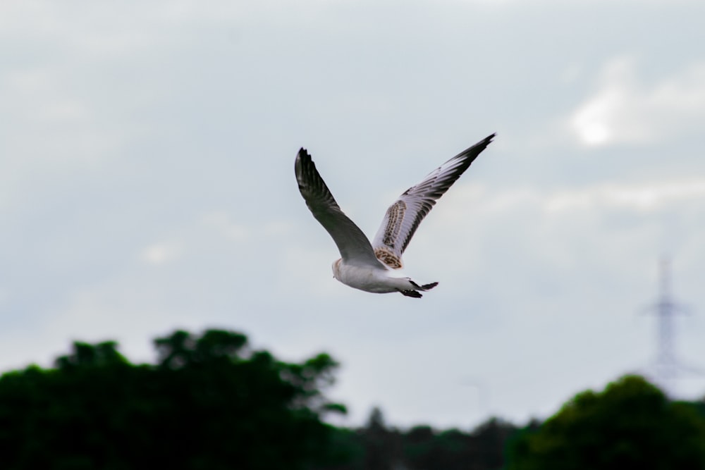 木を背景に空を飛ぶカモメ