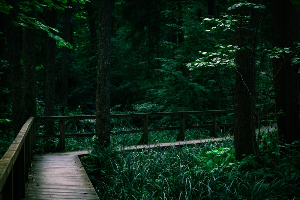 a wooden walkway in the middle of a forest